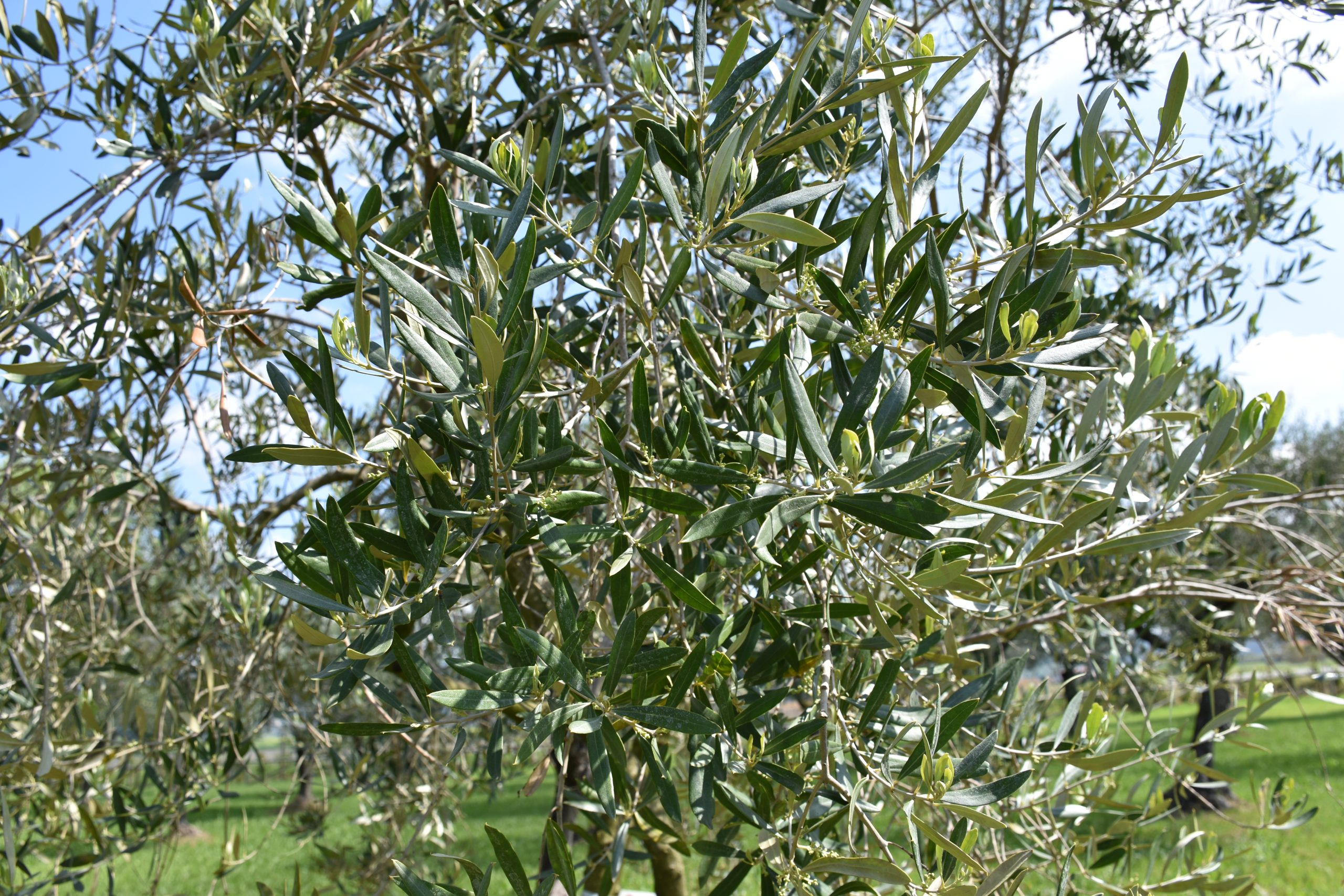 Life Resilience has been concluded: 18 olive genotypes identified as potentially resistant to Xylella fastidiosa.