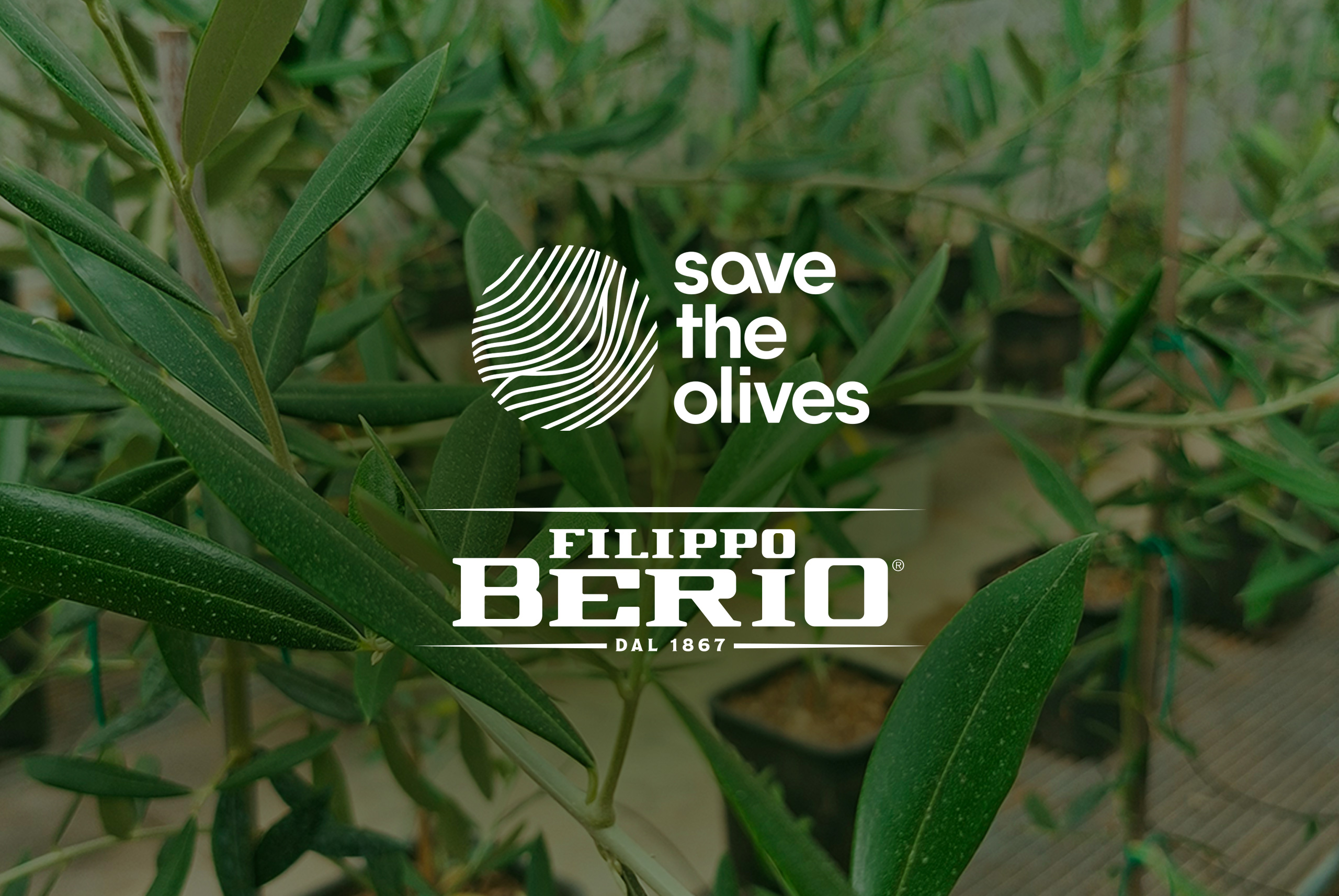GRUPPO SALOV (FILIPPO BERIO): SIGLATO UN PARTENARIATO PUBBLICO-PRIVATO CONTRO LA XYLELLA